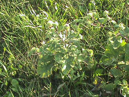 Arctium lappa L. resmi