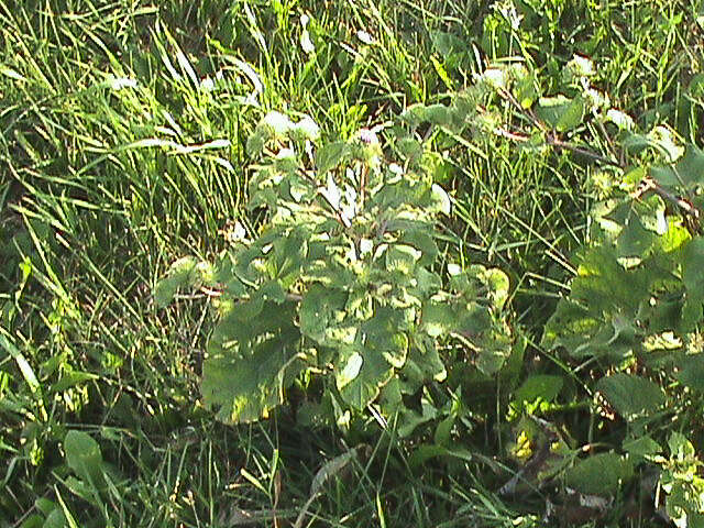 Arctium lappa L. resmi