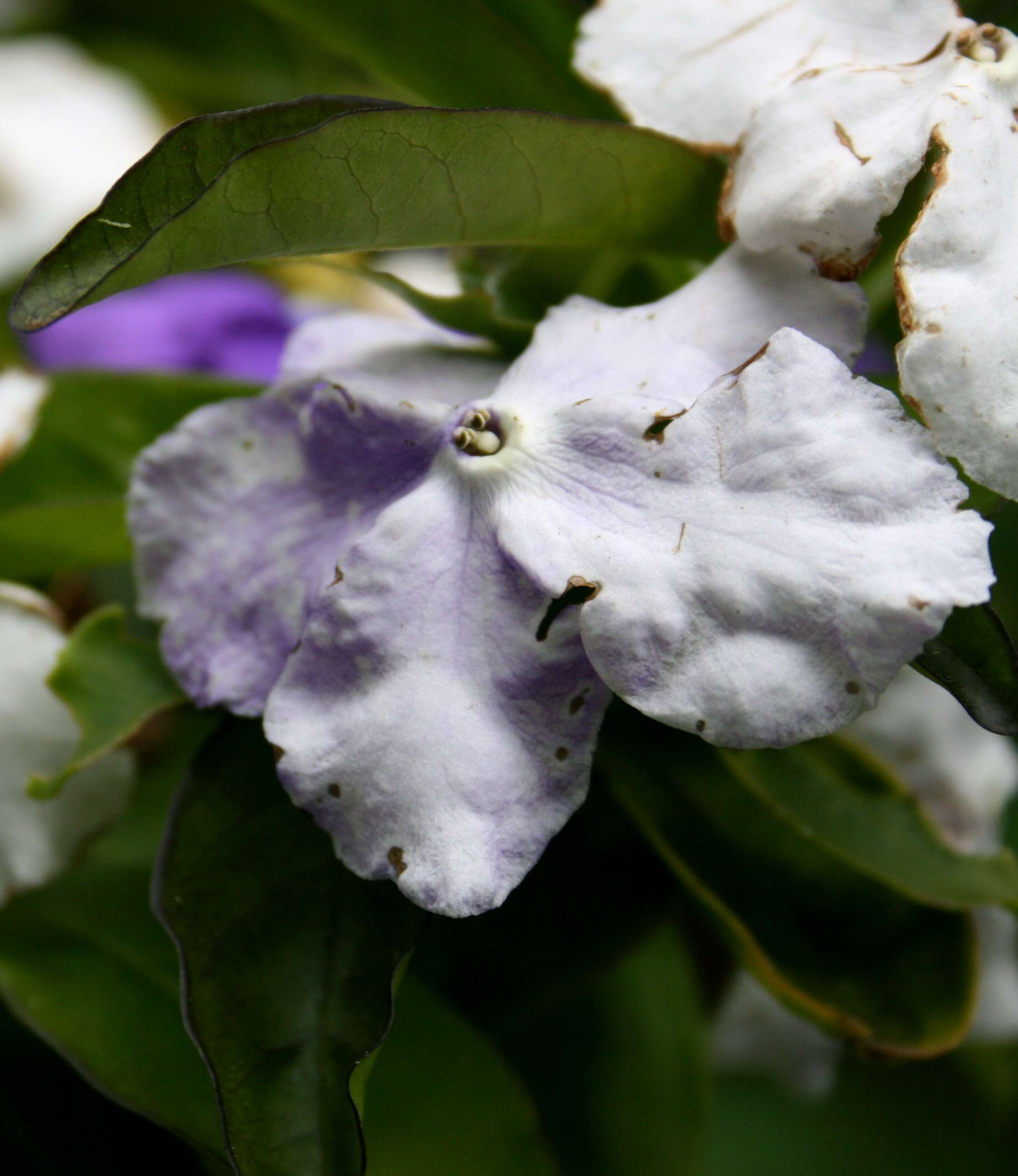 Image of Brazil raintree