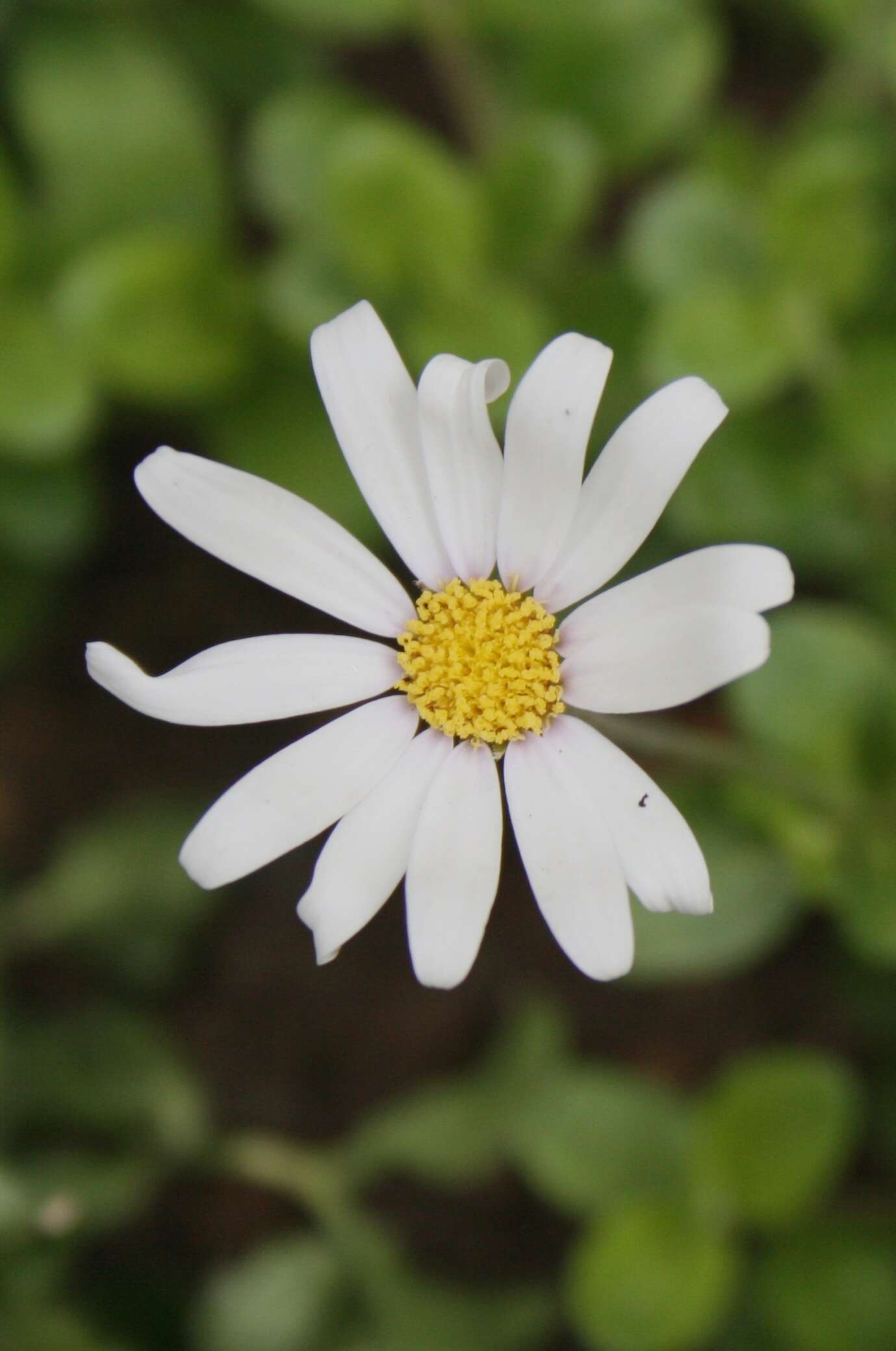 Image of blue daisy