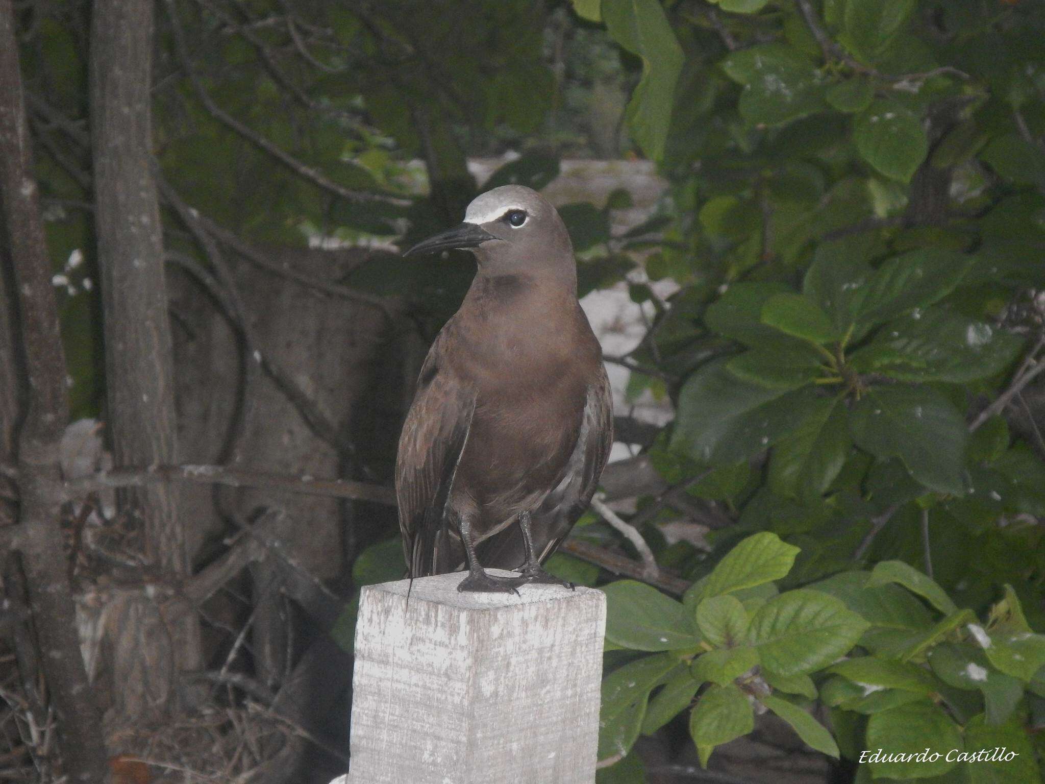 Image of Brown Noddy