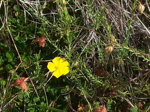 Image of Fumana ericifolia Wallr.