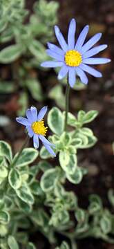 Image of blue daisy