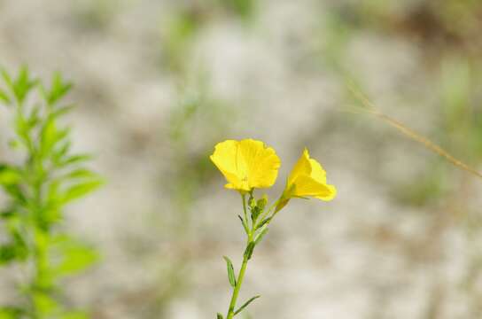 Image of pitted stripeseed