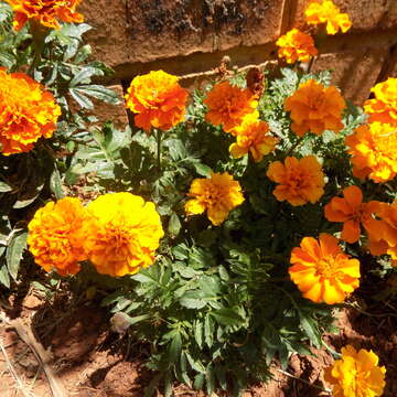 Tagetes erecta L. resmi