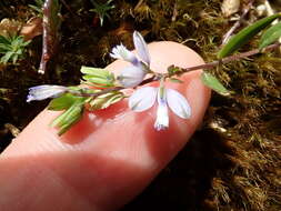 Image of Polygala serpyllifolia J. A. C. Hose