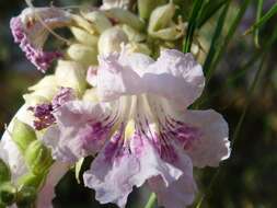 Image of desert willow