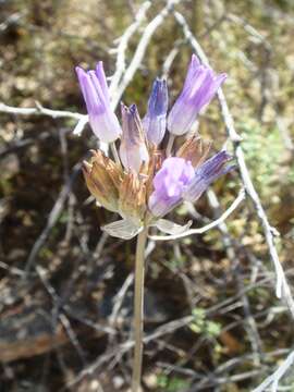 Image of bluedicks