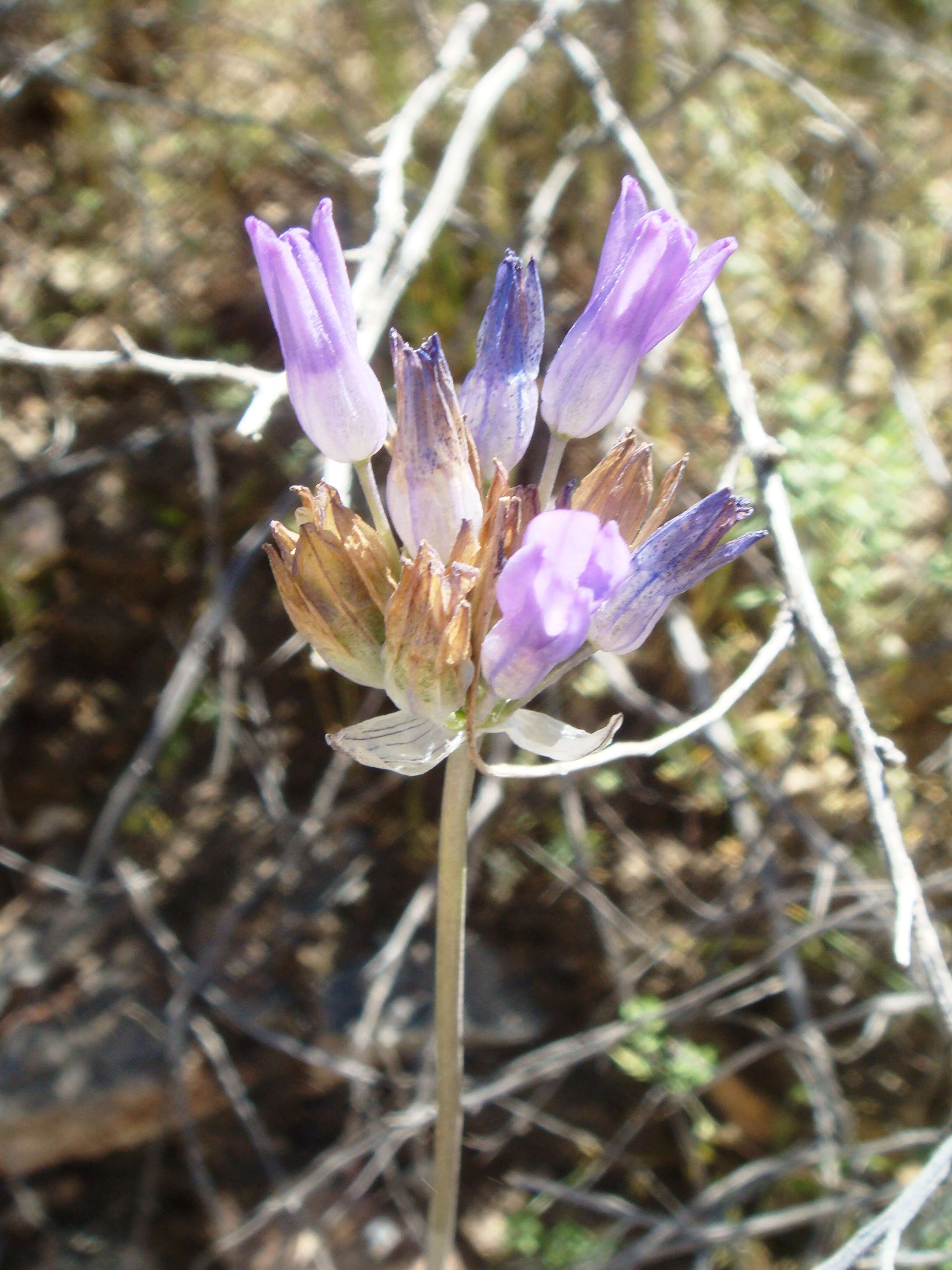 صورة Dichelostemma capitatum (Benth.) Alph. Wood