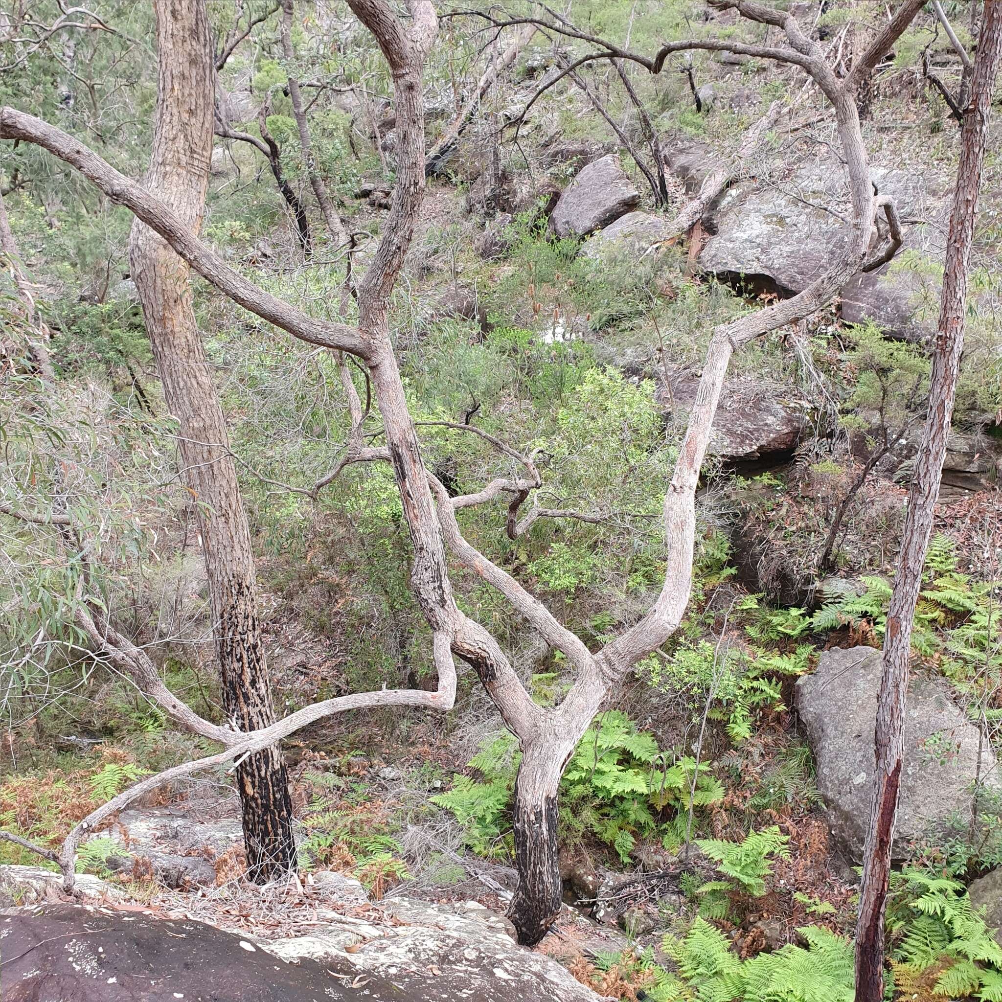 Image of Angophora bakeri E. C. Hall