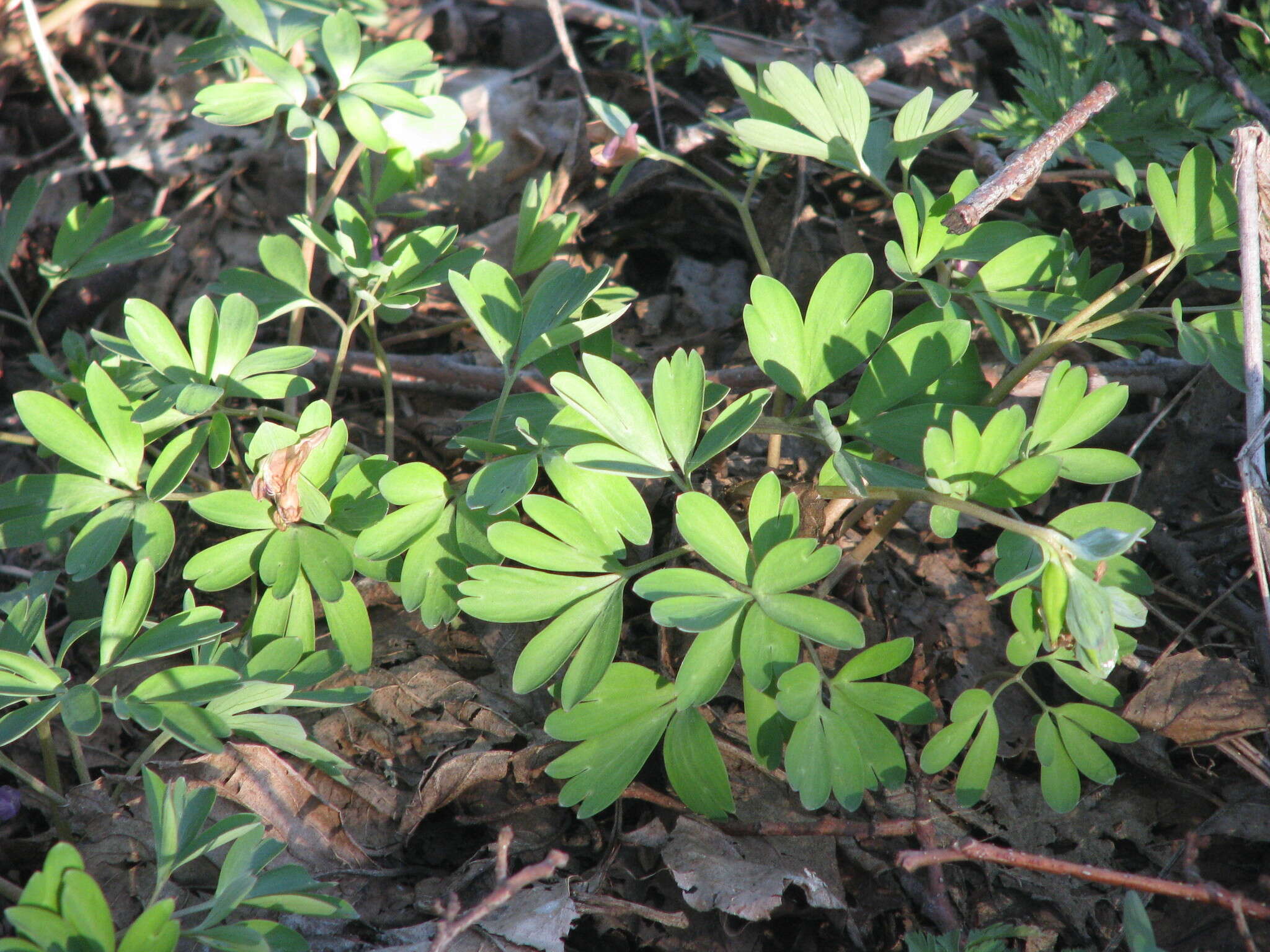 Image de Corydalis intermedia (L.) Merat