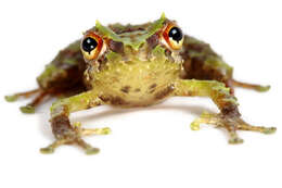 Image of Porvenir robber frog