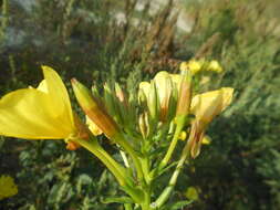 Image of common evening primrose