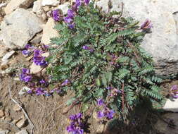 Image de Oxytropis jacquinii Bunge