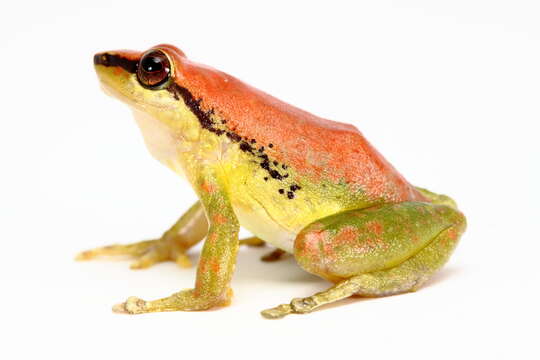 Imagem de Pristimantis acuminatus (Shreve 1935)