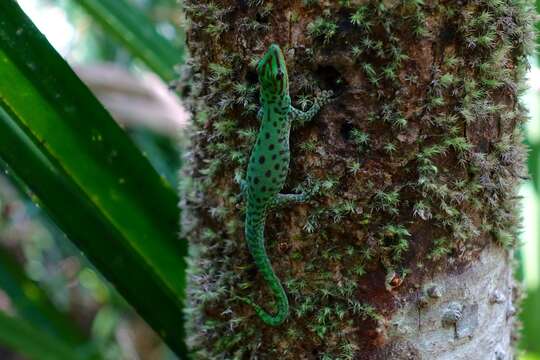 Phelsuma guttata Kaudern 1922 resmi