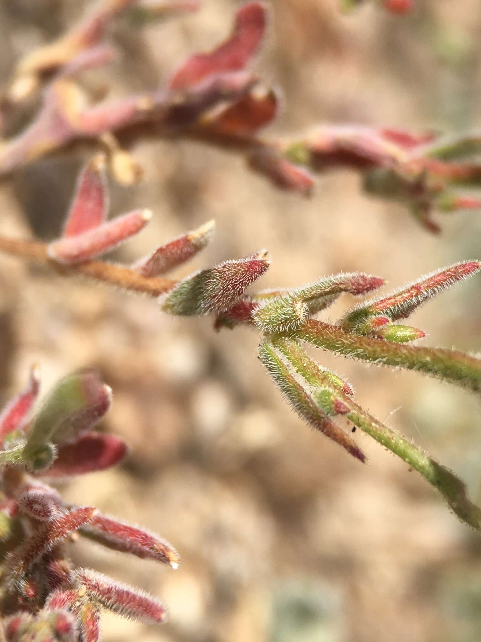 Image of Camissonia kernensis subsp. kernensis