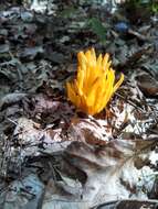 Clavulinopsis fusiformis (Sowerby) Corner 1950 resmi