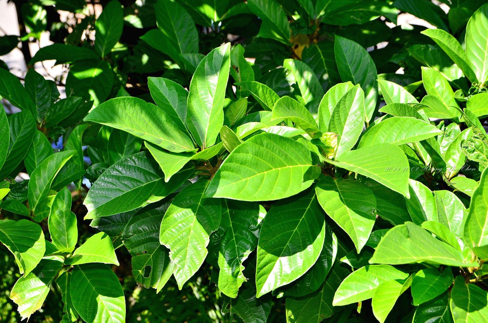 Imagem de Ficus fistulosa Reinw. ex Bl.