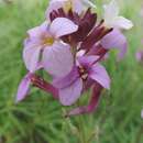 Imagem de Erysimum caboverdeanum (Chev.) Sunding