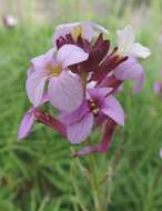 Image of Erysimum caboverdeanum (Chev.) Sunding