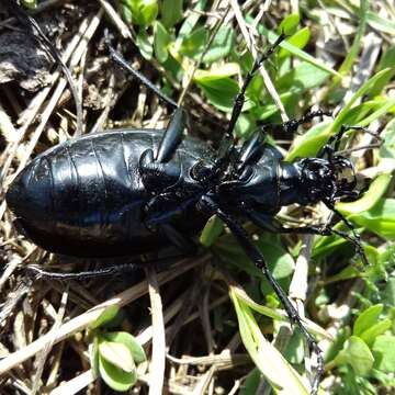 Image of Carabus (Procrustes) coriaceus rugifer (Kraatz 1877)