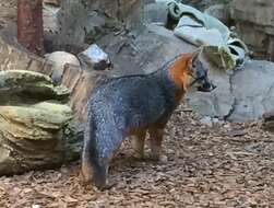 Image of California Channel Island Fox