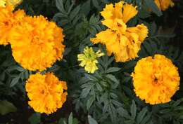 Plancia ëd Tagetes erecta L.