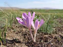 Image of Colchicum laetum Steven