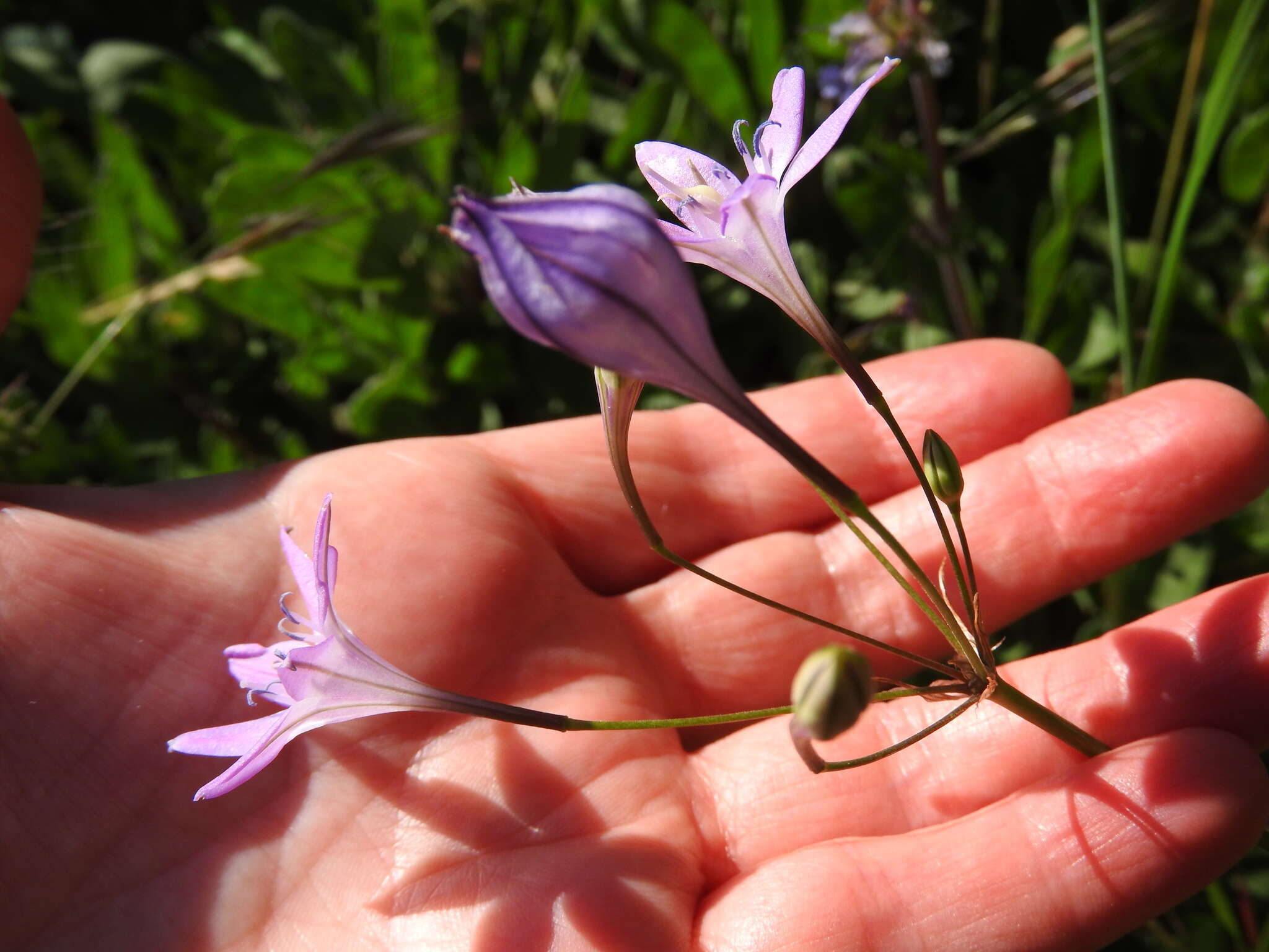 Image of Bridges' brodiaea