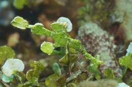 Image of Halimeda ghostpipefish