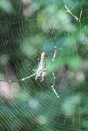 Image of Nephila pilipes (Fabricius 1793)