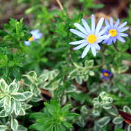 Image of blue daisy