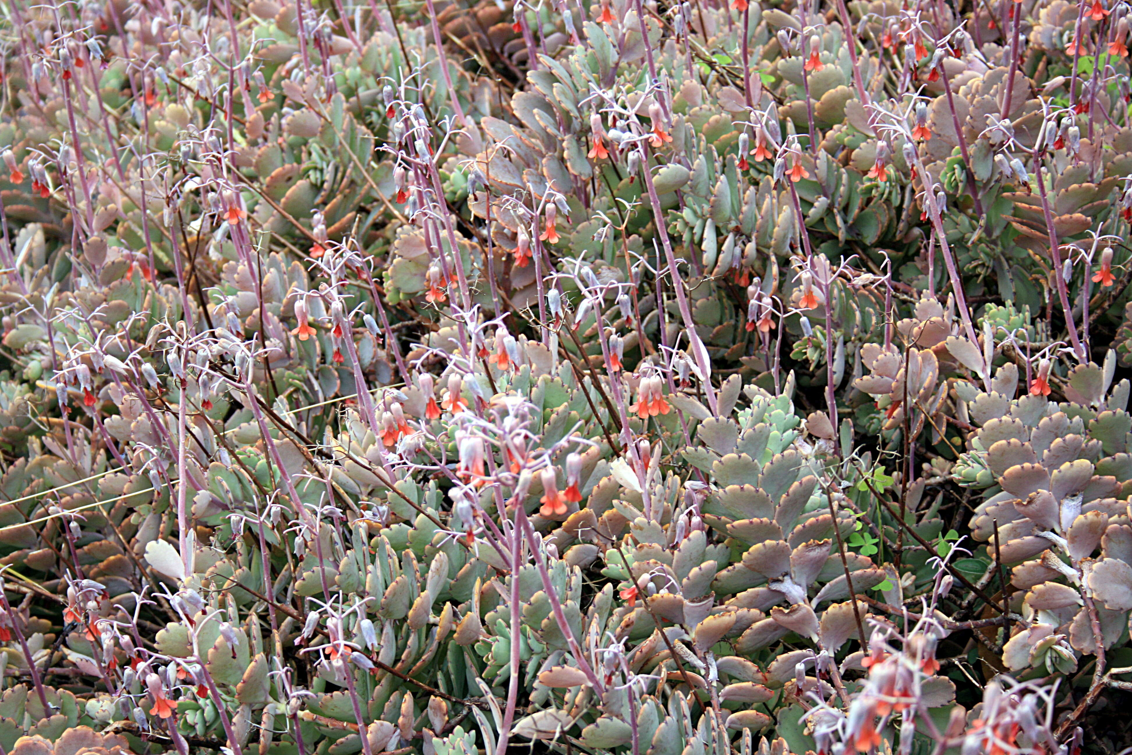 Image of lavender scallops