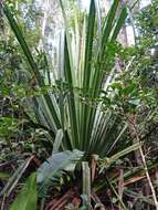 Image of Pandanus pulcher Martelli