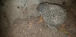 Image of Algerian Hedgehog