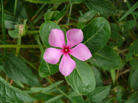 Image of Madagascar periwinkle