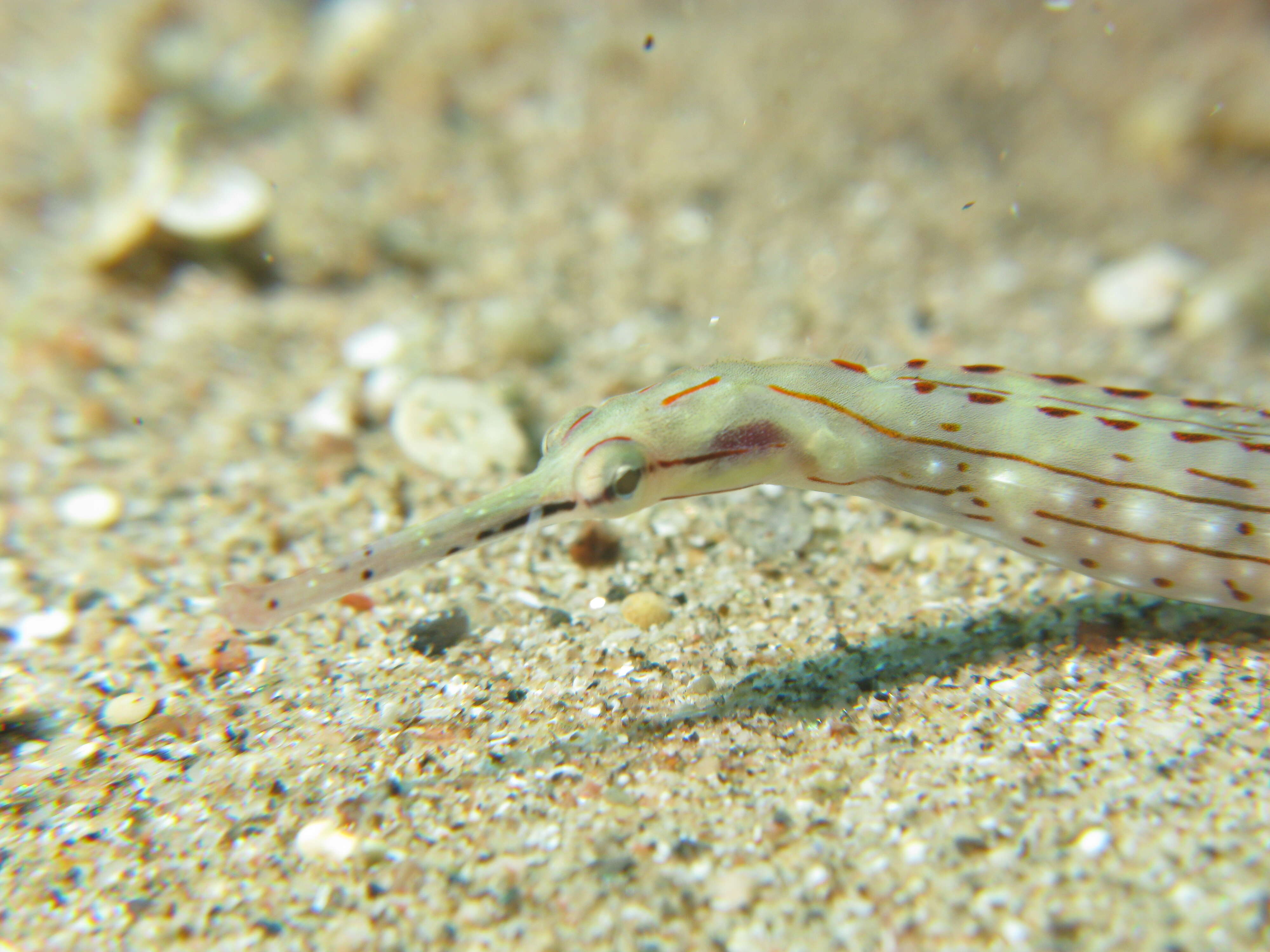 Image de Poisson-pipe annelé