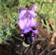 Image of California Bumble Bee