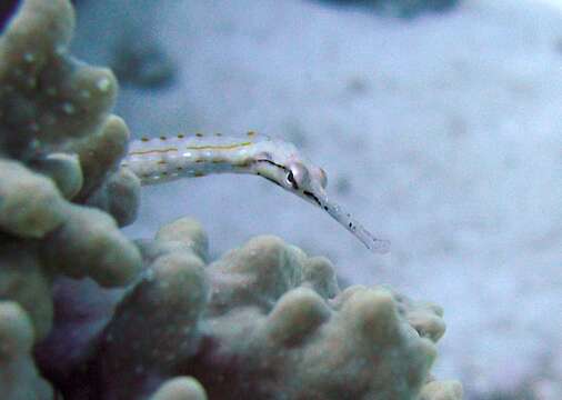 Image of Schultz's pipefish