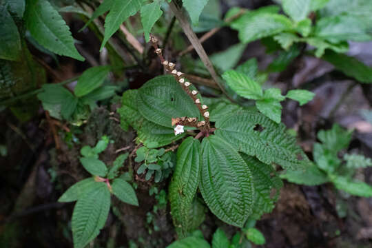 Image of Triolena amazonica (Pilger) Wurdack