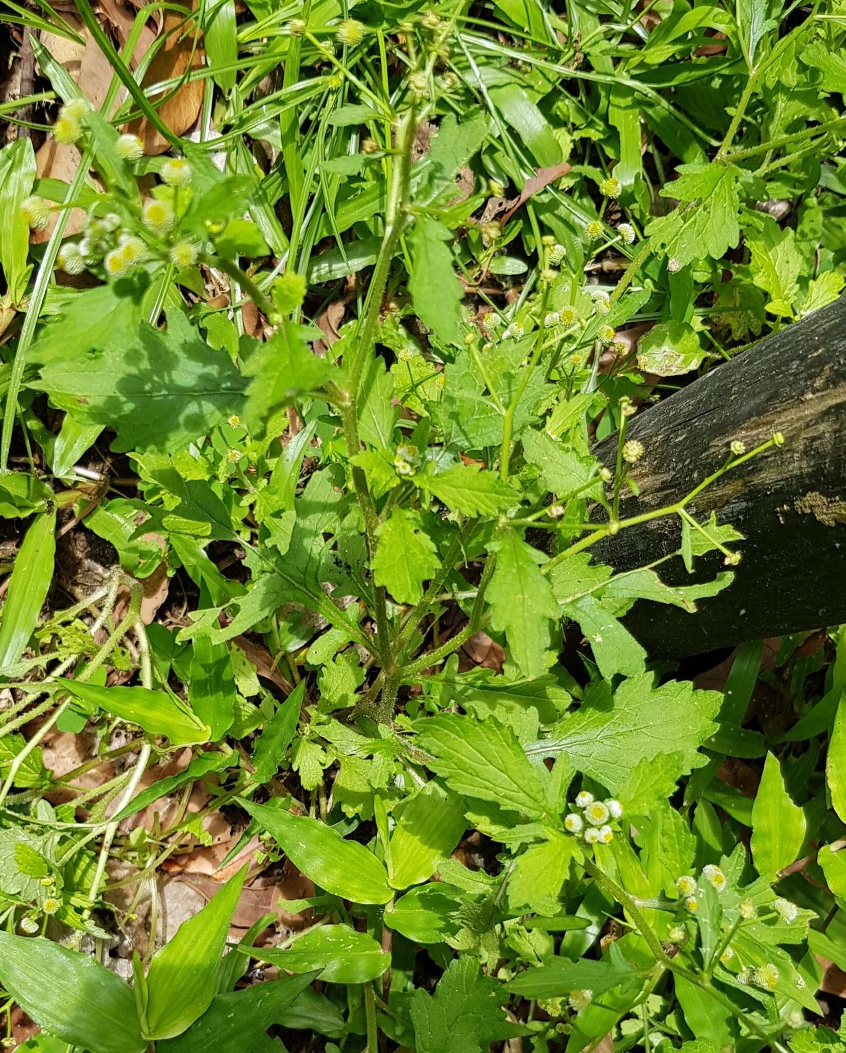 Image of Dichrocephala integrifolia (L. fil.) O. Kuntze