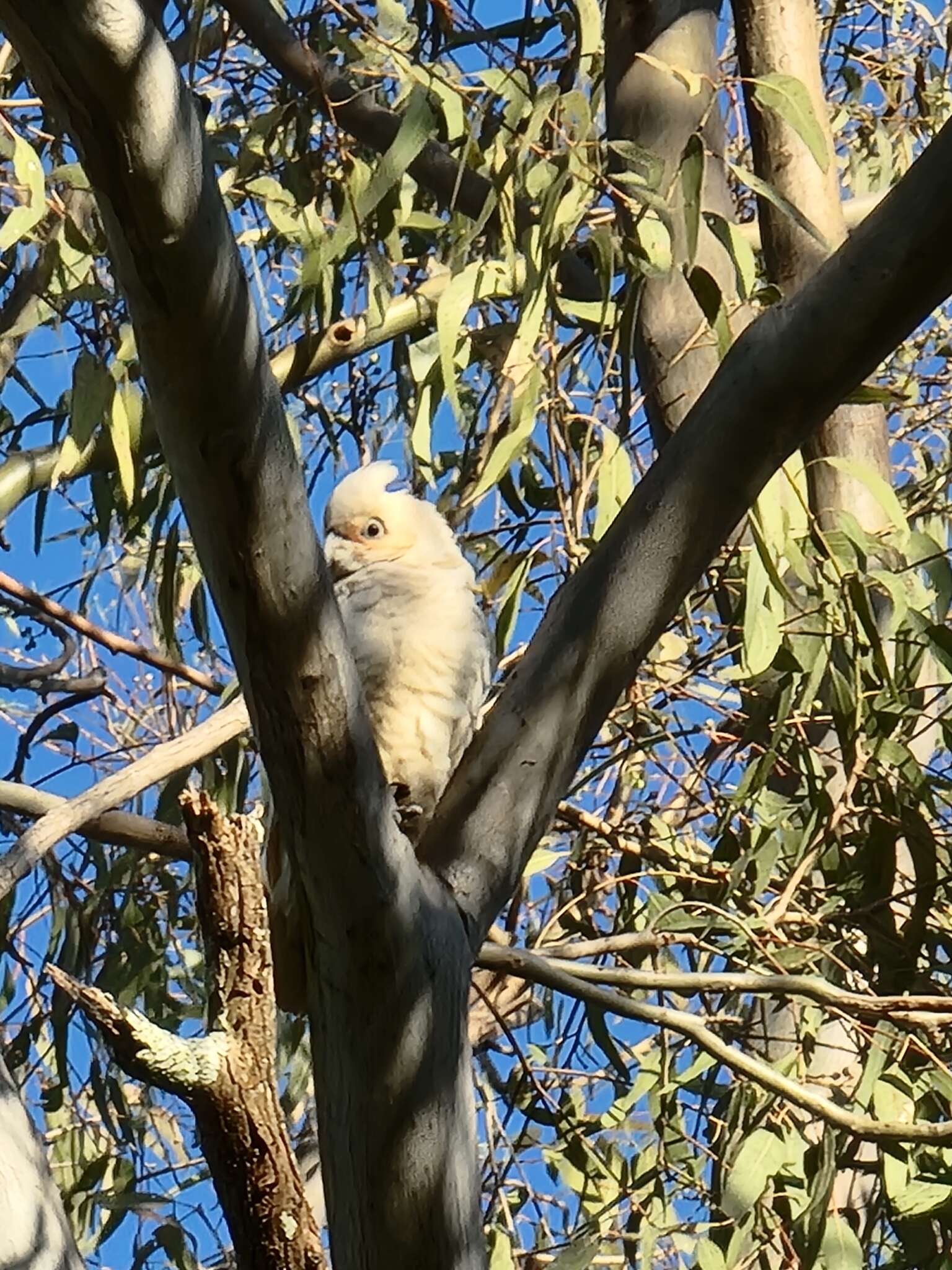 Image of Cacatua sanguinea gymnopis Sclater & PL 1871