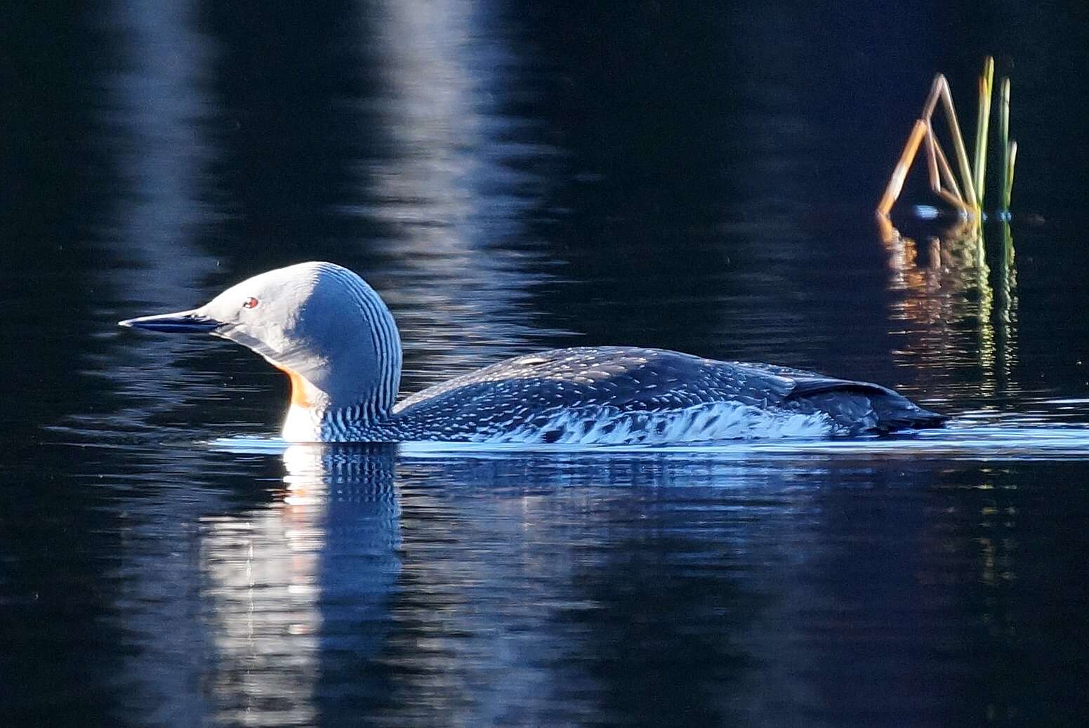 Image of Red-throated Diver