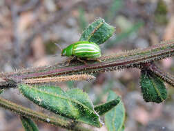 Imagem de Acacia aspera subsp. parviceps N. G. Walsh