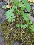 Image of California bedstraw