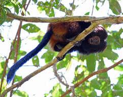 Image of golden-rumped lion tamarin