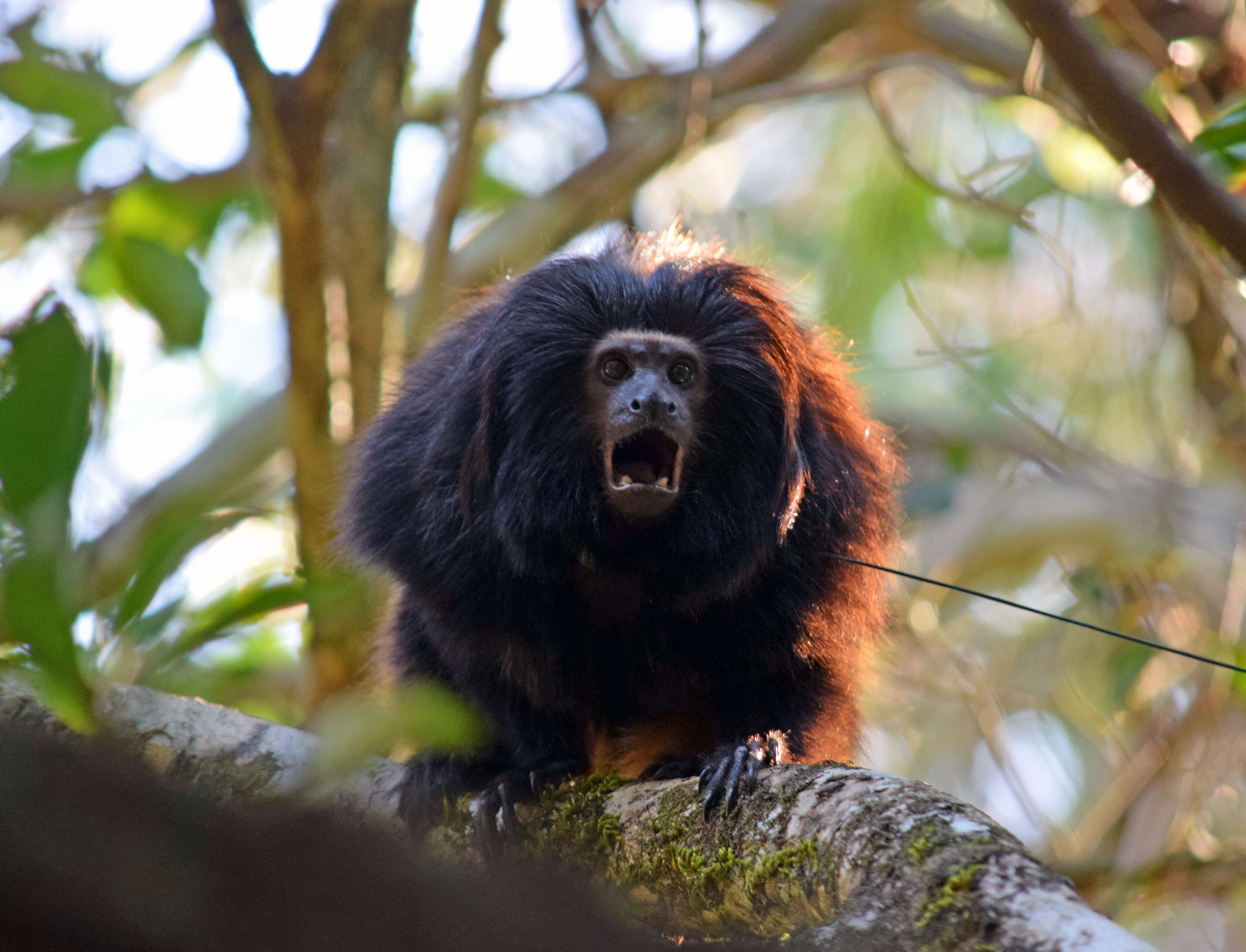 Image of golden-rumped lion tamarin