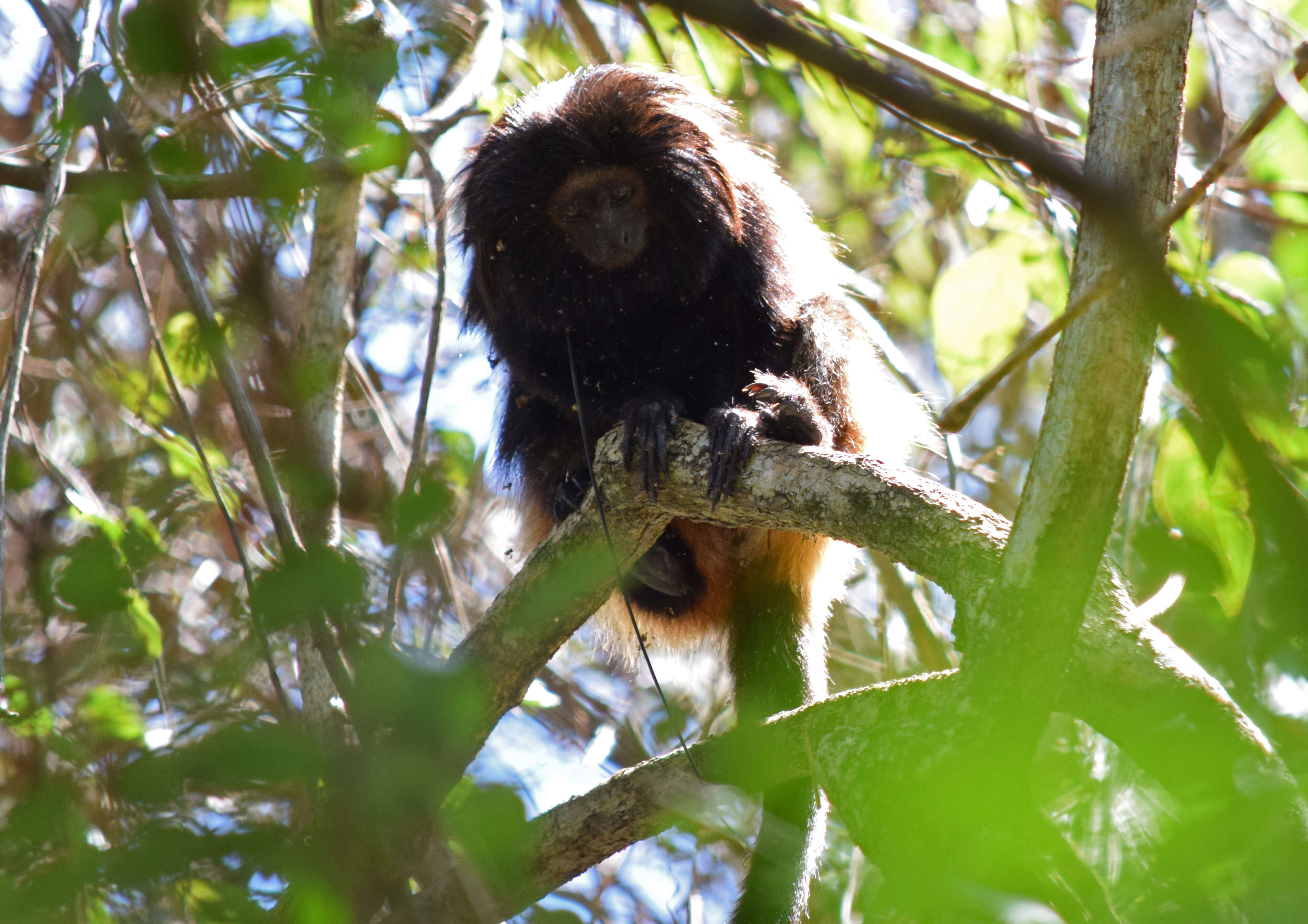 Image of golden-rumped lion tamarin