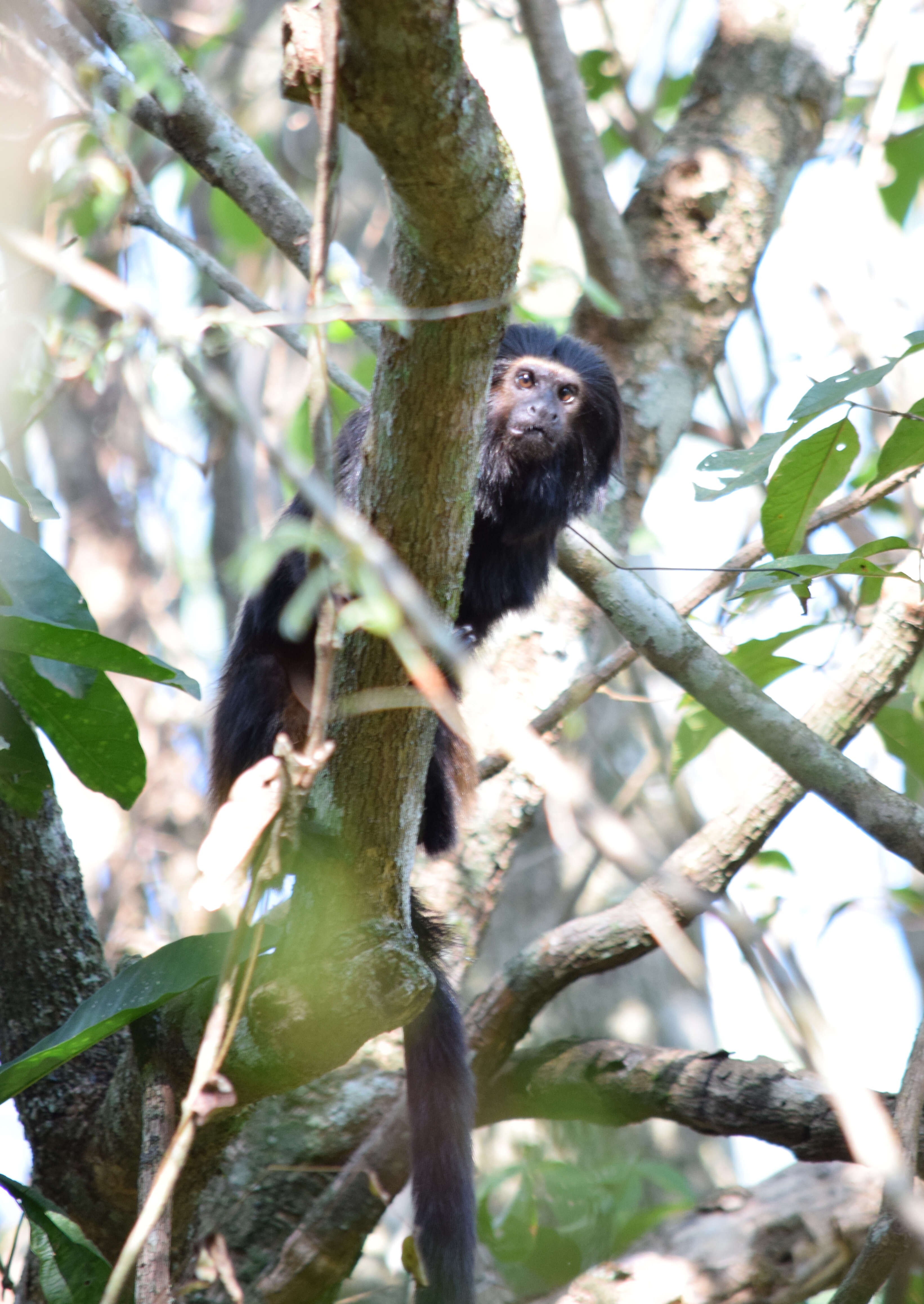 Image of golden-rumped lion tamarin